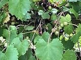 Dichondra 100pcs Muscadine Grape Fruit Seeds photo / $14.99 ($0.15 / Count)
