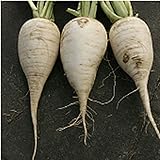German Beer Radishes Seeds (20+ Seeds) | Non GMO | Vegetable Fruit Herb Flower Seeds for Planting | Home Garden Greenhouse Pack photo / $3.69 ($0.18 / Count)