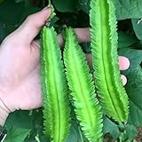 20 Pcs Non-GMO Winged Bean Seeds Psophocarpus Tetragonolobus Natural Green Seeds,for Growing Seeds in The Garden or Home Vegetable Garden photo / $8.99