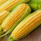 Corn, Golden Bantam Yellow Corn, Heirloom, Non-GMO,50 Seeds, Delicious and Sweet Veggie photo / $2.99