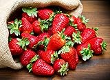 KIRA SEEDS - Fresca Strawberry Giant - Everbearing Fruits for Planting - GMO Free photo / $8.96 ($0.45 / Count)