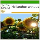 SAFLAX - Girasol Titan - 20 semillas - Con sustrato estéril para cultivo - Helianthus annuus foto / 4,45 €