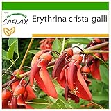 SAFLAX - Árbol del coral - 6 semillas - Con sustrato estéril para cultivo - Erythrina crista galli foto / 4,45 €