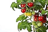 50 piezas de semillas de tomate cherry enano heirloom tomate rojo fruta fresca hortalizas semillas de jardín para plantar foto / 4,99 €