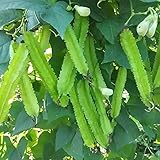 MOCCUROD 15pcs Winged Pea Seeds Four Angled Bean Dragon Bean Seeds photo / $7.99 ($0.53 / Count)