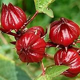 Red Roselle Seeds (Hibiscus sabdariffa) Packet of 50 Seeds photo / $7.97 ($0.16 / Count)