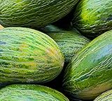 50 Valencia Late Melon Seeds | Non-GMO | Heirloom | Fresh Garden Seeds photo / $6.95