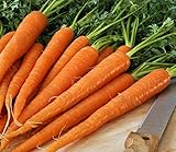 Pelleted - Tendersweet Carrot Seeds - Pelleted - Wow!! These are Sooooo Good!!!!(100 - Seeds) photo / $10.99 ($0.11 / Count)