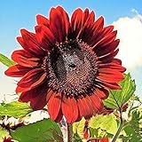 RattleFree Velvet Queen Sunflower Seeds for Planting | Heirloom | Non-GMO | 50 Sunflower Seeds per Planting Packet | Fresh Garden Seeds photo / $7.95 ($0.16 / Count)