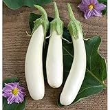 White Princess (F1) Eggplant Seeds (30+ Seed Package) photo / $4.19
