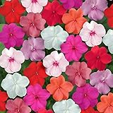 Outsidepride Impatiens Clear Mix - 100 Seeds photo / $6.49 ($0.06 / Count)