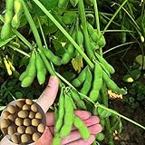 Voldrew Edamame Seeds,100 unids/bolsa de semillas de verduras de rápido crecimiento, de alta germinación productiva, semillas de jardín verde para el exterior Semillas foto / 2,83 €