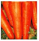 Semillas de zanahoria san valerio - verduras - daucus carota - aprox. 4500 semillas - las mejores semillas de plantas - flores - frutas raras - zanahorias - idea de regalo - foto / 8,18 €