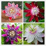 50pcs Passion Flower Seeds Garden Rare Passiflora Incarnata Potted Plants Seeds photo / $9.00 ($0.18 / Count)