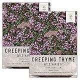 Seed Needs, Wild Creeping Thyme (Thymus serpyllum) Twin Pack of 20,000 Seeds Each photo / $13.99 ($0.00 / Count)