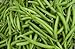 foto Verde semilla de frijol: Furano haba verde semillas frescas Semilla !!!! (100 + semillas)