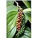 photo Piper nigrum - poivres - Graines de plantes tropicales rares (10)