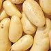 photo Banana Potato - 6 Seed Potatoes