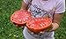 foto Portal Cool 25 semillas de tomate gigante filete (filete de Super Tomate)