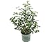 photo Premier Plant Solutions 19558 High Bush Plants That Work Blueberry (Vaccinium) Duke, 1 Gallon