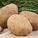 photo Kennebec Seed Potato - Productive and Easy to Grow - Includes one 2-lb Bag - Can't Ship to States of ID, ME, MT, or NE