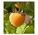 photo 3 Anne Golden EverBearing Raspberry Plants - Large 2 Year Old Plant - Large Sweet