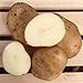 photo Kennebec Seed Potatoes, 5 lbs. (Certified)