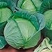 photo Late Flat Dutch Cabbage Seeds (60+ Seed Package)