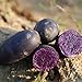 foto Las semillas de papa, 100 piezas Vegetable Seeds Fácil de planta que crece rápida germinación rápida Negro Piel púrpura Carne semillas de papa raro para jardinería Ideal regalo al aire libre