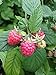 photo Polka Raspberry Bare Root - Non-GMO - Nearly THORNLESS - Produces Large, Firm Berries with Good Flavor - Wrapped in Coco Coir - GreenEase by ENROOT (2)