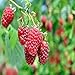 photo Carolina Raspberry - 5 Red Raspberry Plants - Everbearing - Organic Grown -