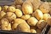 photo 5 Lbs Russet Seed Potatoes - USA Non-GMO Certified Potato TUBERS SPUDS