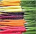 photo MySeeds.Co Big Pack - (3,500+) Rainbow Mix Carrot Seeds - Atomic Red, Bambino Orange, Cosmic Purple, Lunar White and Solar Yellow Seeds (Big Pack - Carrot Rainbow Mix)