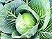 photo 25+ Count Late Flat Dutch Cabbage Seed, Heirloom, Non GMO Seed Tasty Healthy Veggie
