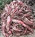 photo Red Mangel Mammoth Beet Seeds for Fodder or Survival Giant Up to 15 LB! 311C (1500 Seeds, or 1 oz)