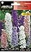 foto Espuela - ENANA - flor de jacinto