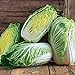 photo 100+ Count Napa Michihili Heading Cabbage Seed, Heirloom, Non GMO Seed Tasty Healthy Veggie