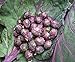 photo Seeds4planting - Seeds Brussels Sprouts Cabbage Purple Heirloom Vegetable Non GMO
