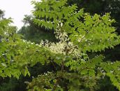 Have Blomster Japansk Angelica Træ, Aralia hvid