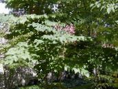 Japońskie Drzewo Arcydzięgla (liliowy)