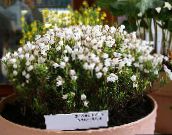 Vrtne Cvjetovi Planinski Vrijesak, Phyllodoce bijela