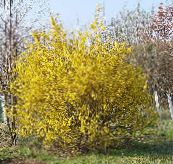 Λουλούδια κήπου Θάμνος Με Κίτρινα Φυλλοειδή Άνθη, Forsythia κίτρινος
