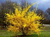 Λουλούδια κήπου Θάμνος Με Κίτρινα Φυλλοειδή Άνθη, Forsythia κίτρινος