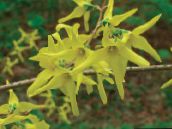 Have Blomster Forsythia gul
