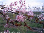 Λουλούδια κήπου Κεράσι Πουλιών, Cherry Plum, Prunus Padus ροζ