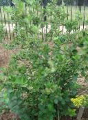 les fleurs du jardin Aronia blanc