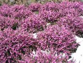 I fiori da giardino Brughiera Scozzese, Brughiera Inverno, Erica rosa