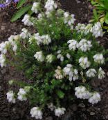 I fiori da giardino Brughiera Scozzese, Brughiera Inverno, Erica bianco