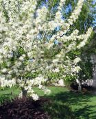 Садовые цветы Яблоня, Malus белый
