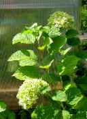Градински цветове Гладка Хортензия, Дива Хортензия, Седем Кора, Hydrangea arborescens зелен